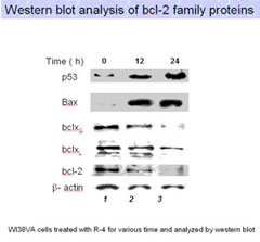 Western Blot Analysis