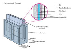 Electrophoretic Transfer